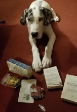 picture of a puppy with books he chewed up